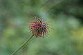 Geum urbanum