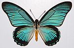 Thumbnail for Papilio zalmoxis