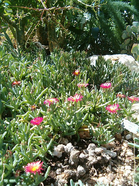 File:Gibbaeum heathii KirstenboschBotGard09292010C.JPG