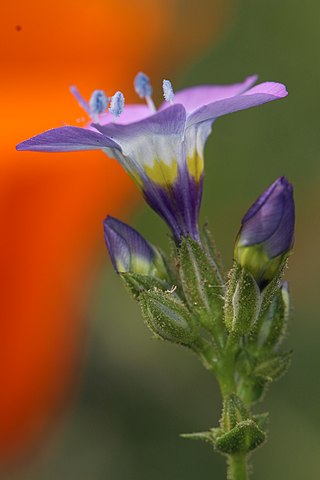 <i>Gilia latiflora</i> Species of flowering plant