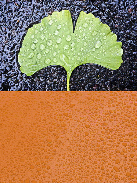 File:Gingko Rain (3993028346).jpg