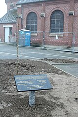 Ginkgo biloba planté sur la place du village. Un arbre identique est planté dans la cour de l'école.