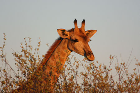 Giraffe giraffa camelopardalis male.jpg