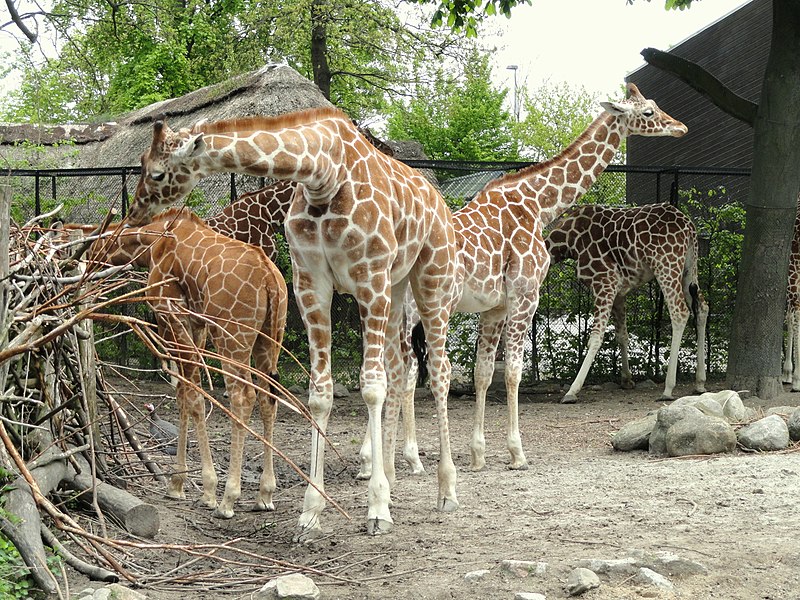 File:Giraffes - Copenhagen Zoo - DSC09012.JPG