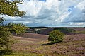 Glacial dunes with heather at Posbank with nice solitairy beeches - panoramio.jpg
