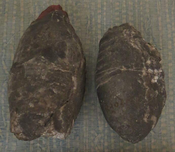 File:Gomphoceras bohemicum Devoniano Praga.jpg