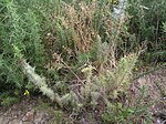 Thumbnail for Biological control of gorse in New Zealand