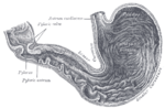 Thumbnail for Duodenal bulb