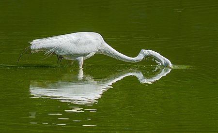 Fail:Great egret in GWC (43539).jpg