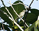 Grey-hooded White-eye (Lophozosterops pinaiae) - Flickr - Lip Kee (1).jpg