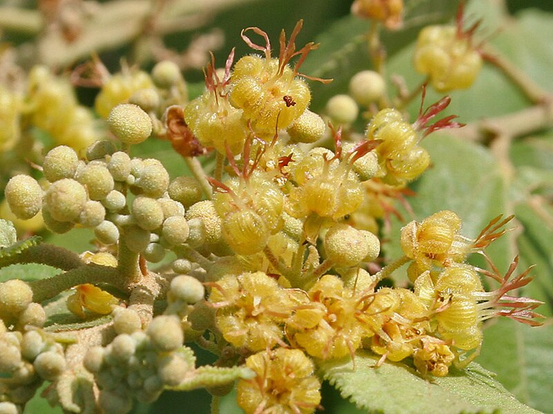 File:Guazuma ulmifolia (West Indian Elm) flowers W2 IMG 8262.jpg