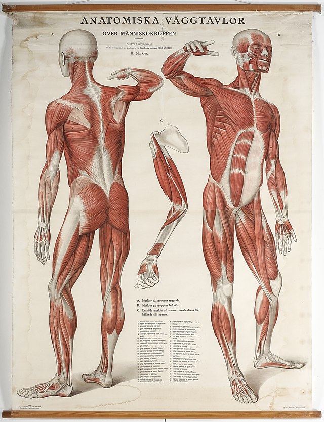 Подёргивание мышц: Подергивается мышца на стопе слева, где мизинец, левая… | malino-v.ru