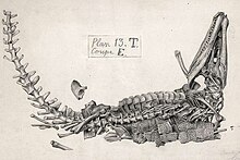 Illustration of "Dollo's goniopholidid", 1882 Gustave Lavalette ; Goniopholis.jpg