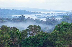 Selva en la Guayana Francesa.