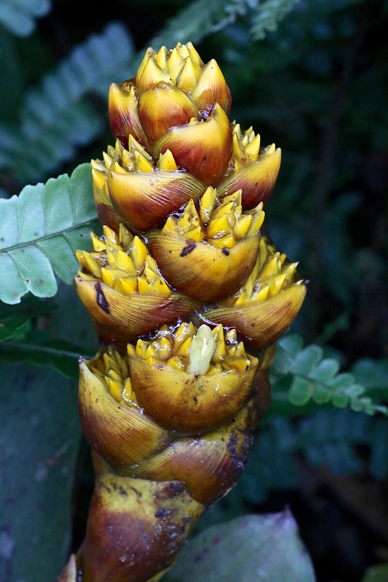 TÌNH YÊU CÂY CỎ ĐV 14  - Page 22 800px-Guzmania_teuscheri_inflorescence