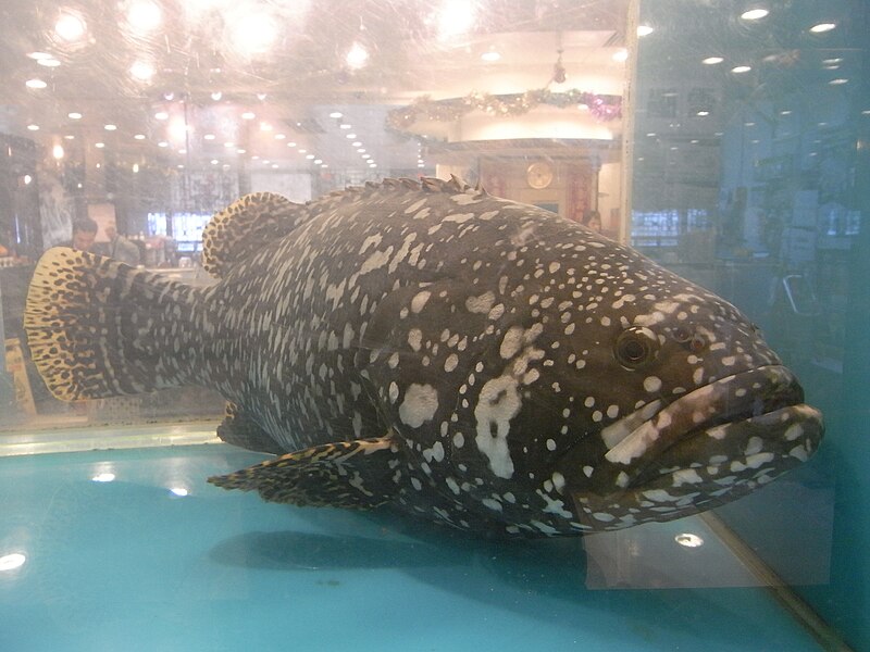 File:HK Cheung Sha Wan 元州邨 Un Chau Estate 元州商場 Shopping Centre Chinese seafood restaurant Fish.JPG