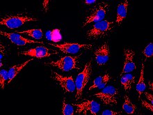 A monoclonal antibody to HSP60 was used to stain human HeLa cells grown in tissue culture. The antibody reveals cellular mitochondria in red. The blue signal is due to a DNA binding dye which reveals cell nuclei. Antibody staining and image courtesy of EnCor Biotechnology Inc. HSP60-1C7.jpg