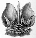 Thumbnail for File:Haeckel Chiroptera Lonchorhina aurita 2.jpg