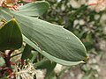 Hakea nitida leaf.jpg