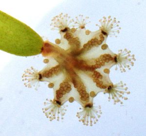 The jellyfish Haliclystus octoradiatus on seagrass (specimen with an additional tuft of nettle capsules)