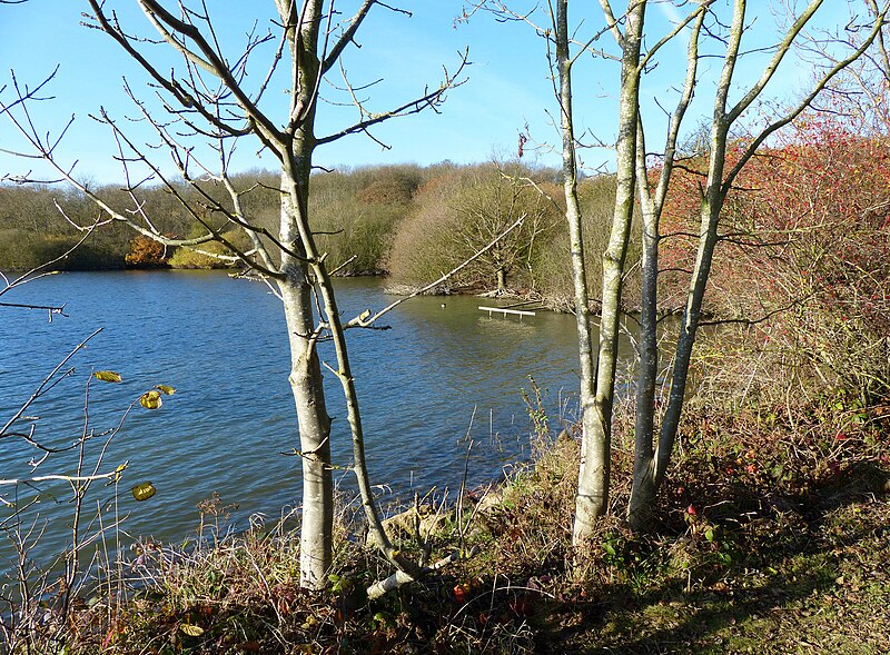 File:Hambleton Wood at Rutland Water - geograph.org.uk - 3721925.jpg