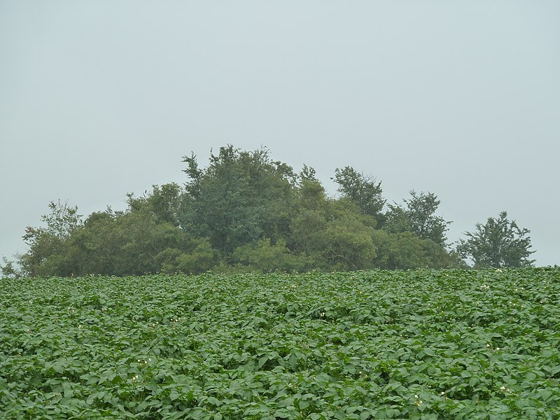 File:Hannut-Tumulus van Avernas (2).JPG