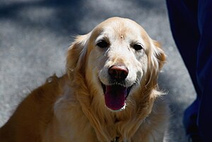 Golden Retriever