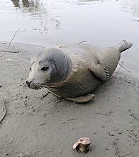 Harbor Seal