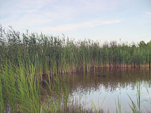 Le roseau constitue un habitat important pour le Râle d'eau, pour la reproduction et pour passer l'hiver.