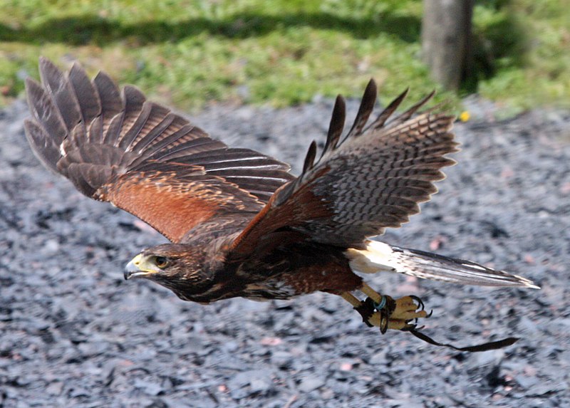 File:Harris Hawk - Flickr - exfordy.jpg