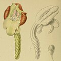 Brachycorythis mac-owaniana (as syn. Platanthera mac-owaniana) plate 59 in: Harry Bolus: Orchids of South Africa volume I (1896) (Detail)