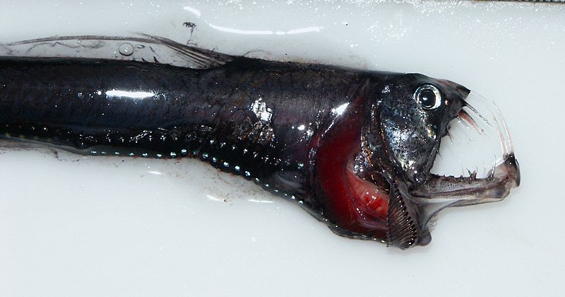 File:Head of a pacific Viperfish 4037.jpg