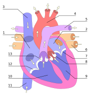 arteria pulmonalis dextra definition)