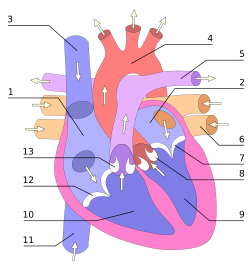 Diagramo des ventricllos et de les vâlves du côr de l’homo. (émâge vèctoriâla)