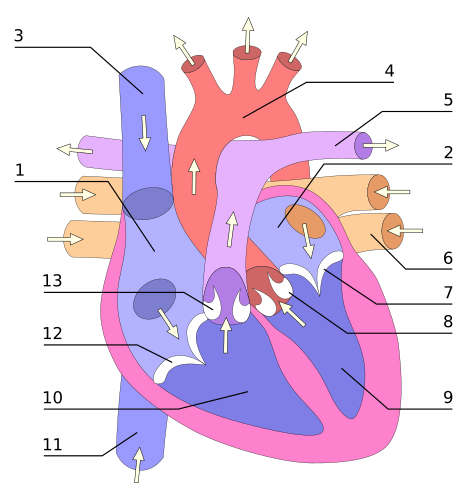 Схема желудочков и клапанов человеческого сердца