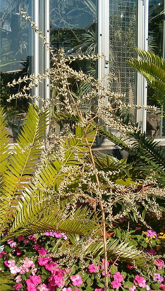 File:Hechtia spec HabitusFruits BotGardBln0906.jpg