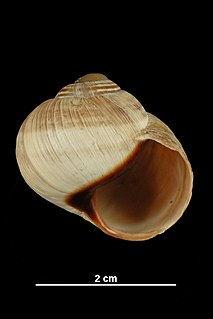 <i>Helix melanostoma</i> Species of gastropod