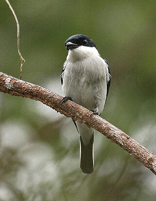 <span class="mw-page-title-main">Flycatcher-shrike</span> Genus of birds