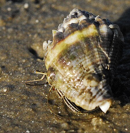Tập_tin:Hermit_Crab_recycling_a_Crown_Conch_shell_at_Canaveral_National_Seashore_-_Flickr_-_Andrea_Westmoreland.jpg