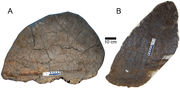 Thumbnail for File:Hesperosaurus plates.PNG