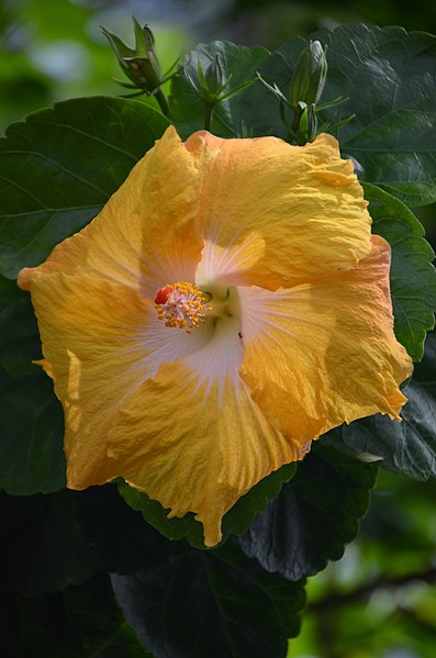 File:Hibiscus - panoramio (2).jpg