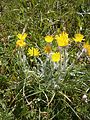 Hieracium villosum