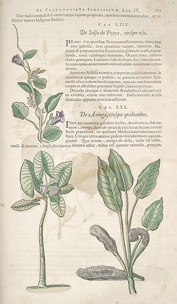 File:Historia naturalis Brasiliae (Page 103) BHL289066.jpg