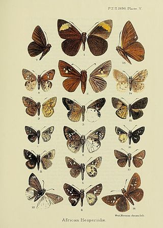 <i>Gretna zaremba</i> Species of butterfly