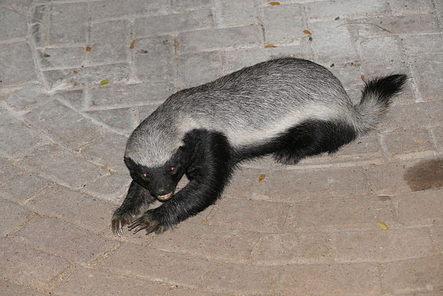 The honey badger, a nocturnal animal.