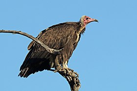 Hooded vulture (Necrosyrtes monachus pileatus).jpg