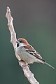 * Nomination House sparrow in Kasauli in February 2023. --Satdeep Gill 04:57, 21 August 2023 (UTC) * Promotion Good quality --Michielverbeek 05:28, 21 August 2023 (UTC)