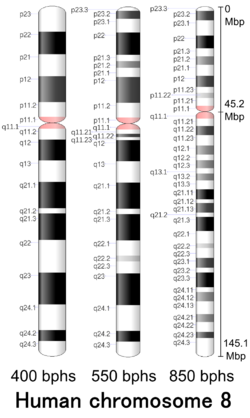 G-banding ideogram of human chromosome 8 in resolution 850 bphs. Band length in this diagram is proportional to base-pair length. This type of ideogram is generally used in genome browsers (e.g. Ensembl, UCSC Genome Browser).