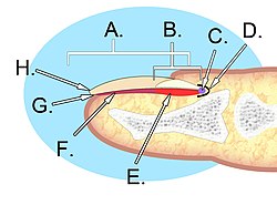Human nail anatomy.jpg