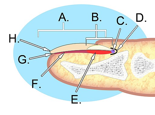 Human nail anatomy